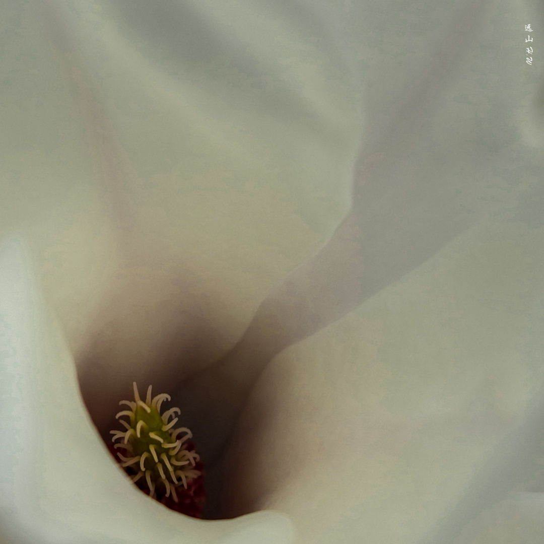 Magnolia flower