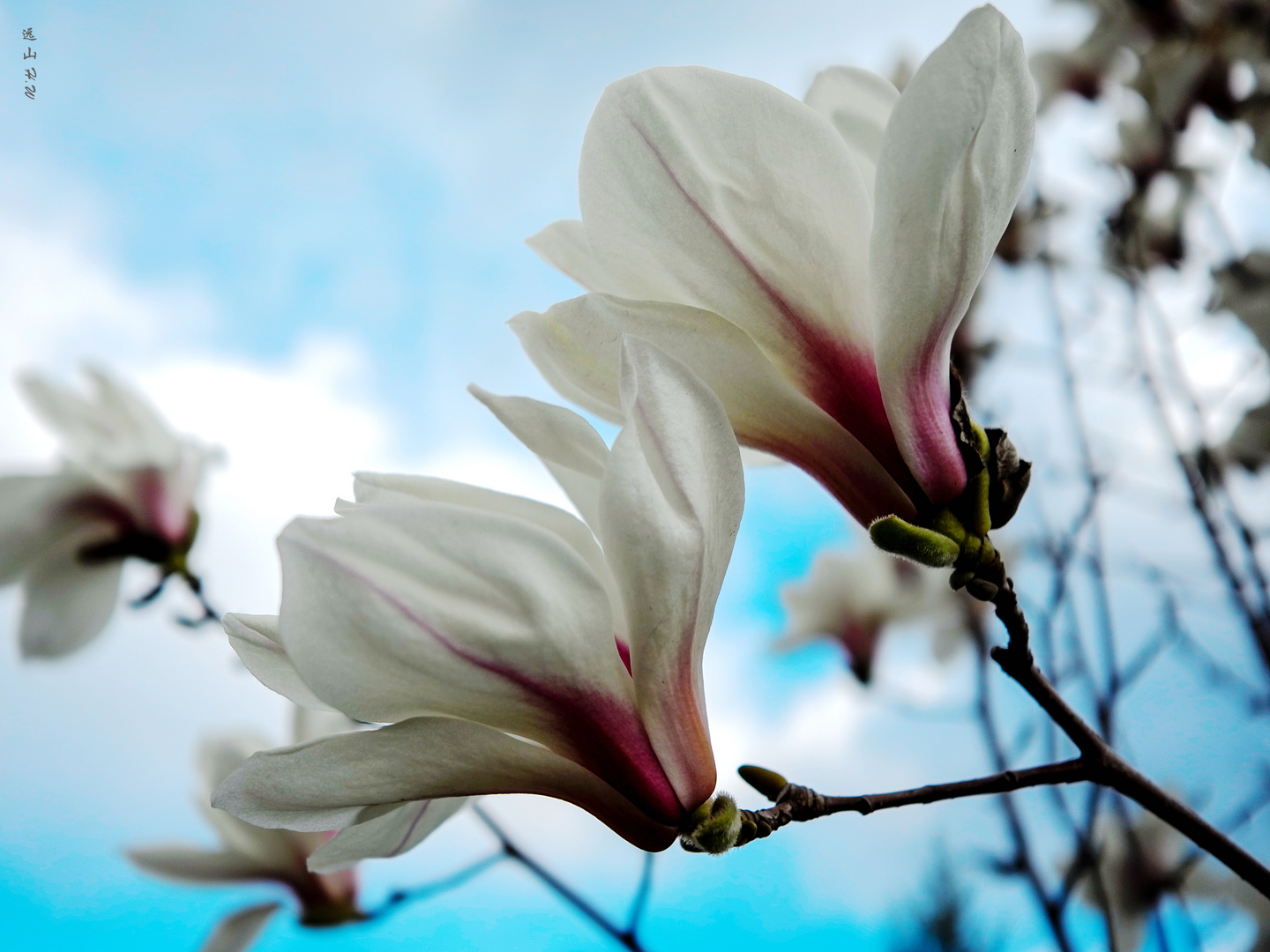 Magnolia flower