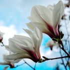 Magnolia flower