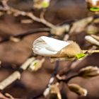 Magnolia flower bud