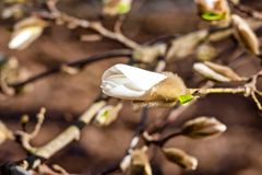 Magnolia flower bud