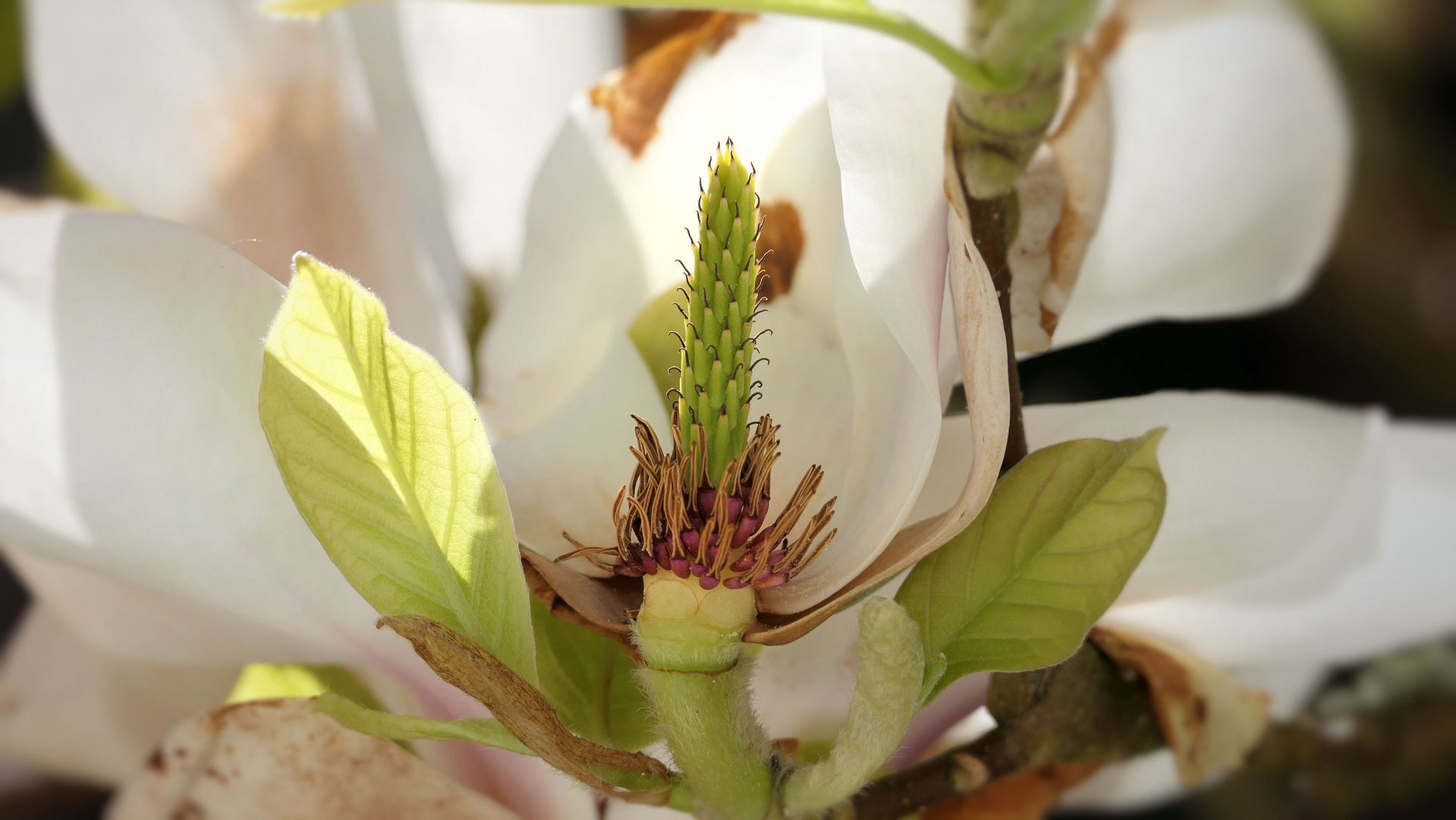 Magnolia flower close up