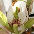 Magnolia flower close up