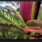 Magnolia flower details