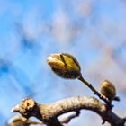 Magnolia flower kidney