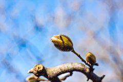 Magnolia flower kidney