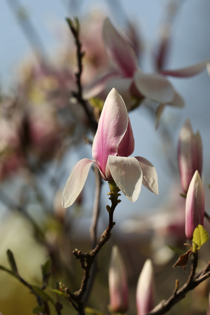 Magnolia Flowering - Ambient Light - Berlin, Germany