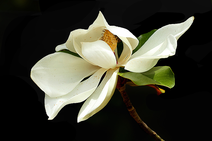 Magnolia for ever...