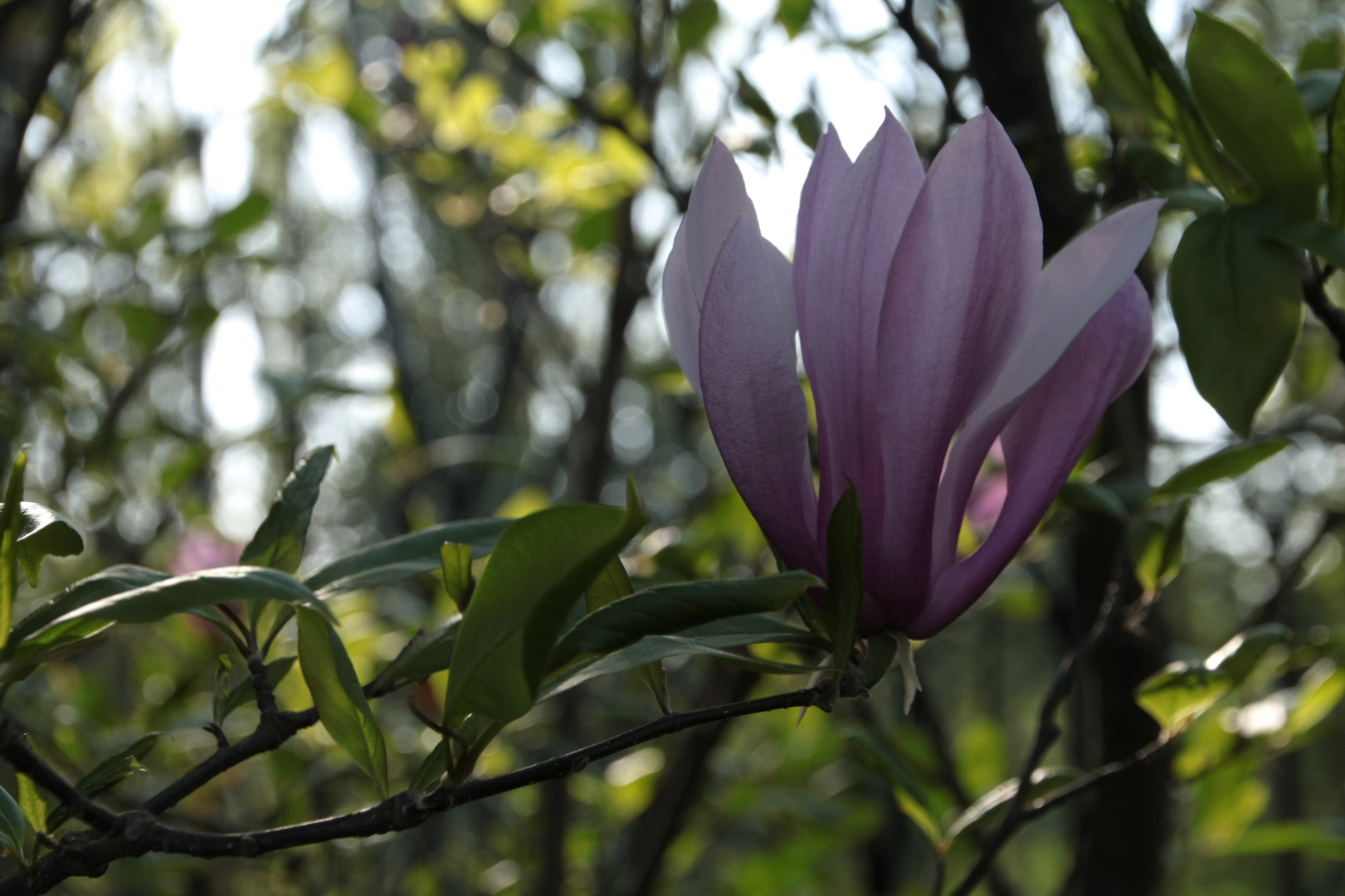 magnolia for ever