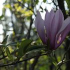 magnolia for ever