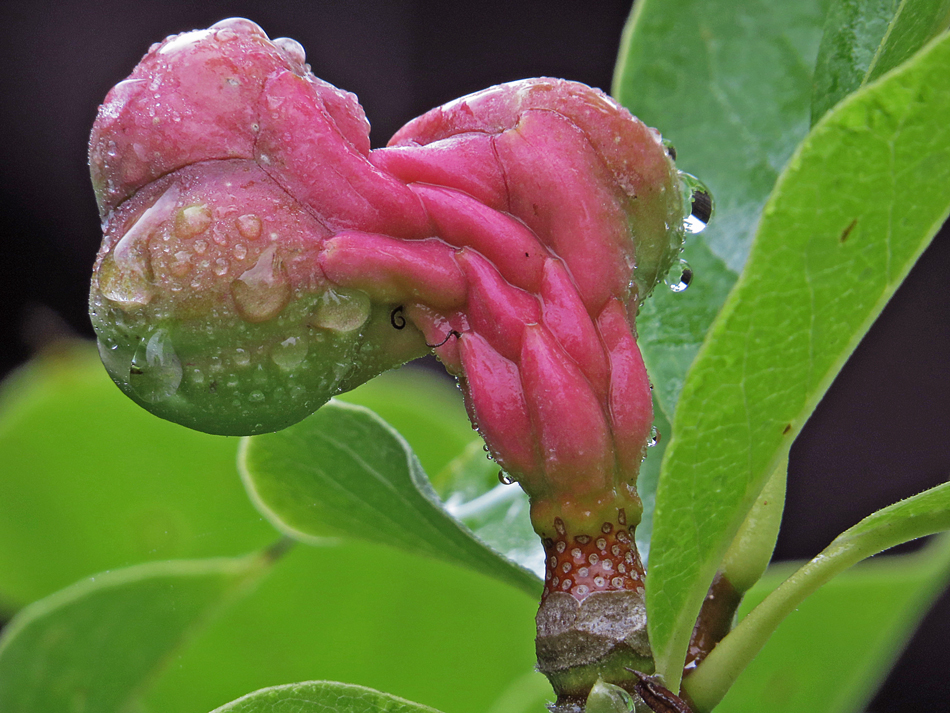 MAGNOLIA-FRUCHTSTAND