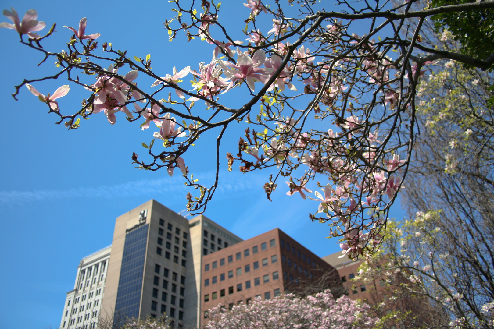 Magnolia Garden