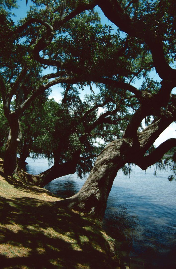 Magnolia Gardens, SC - 1988