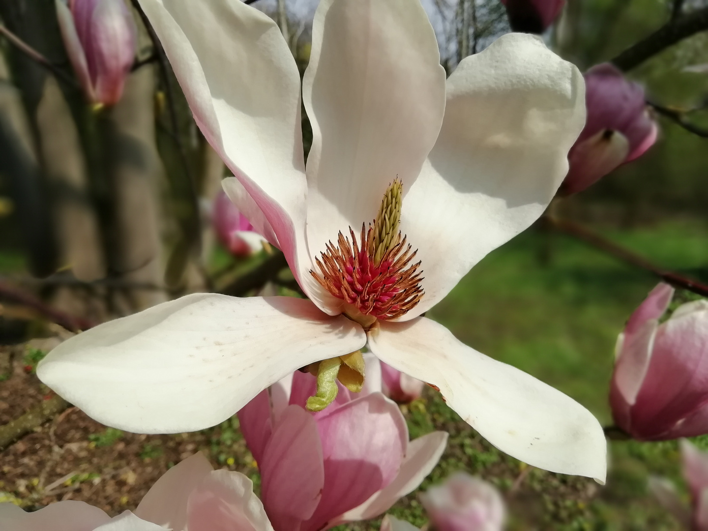 Magnolia giapponese