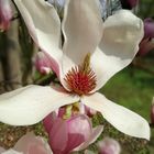 Magnolia giapponese