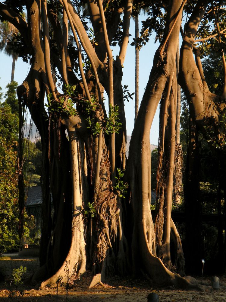 Magnolia gigante