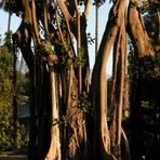 Magnolia gigante