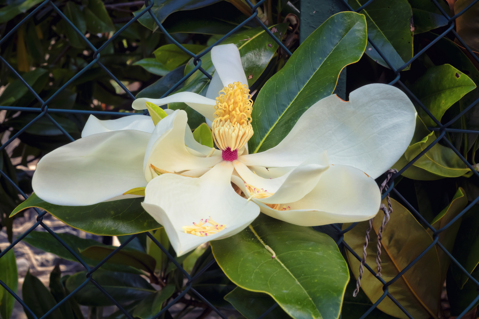 Magnolia gigante