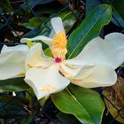 Magnolia gigante