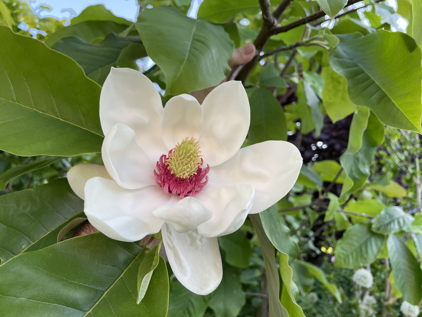 Magnolia × gotoburgensis clone 1 `Fragrance´