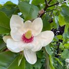 Magnolia × gotoburgensis clone 1 `Fragrance´