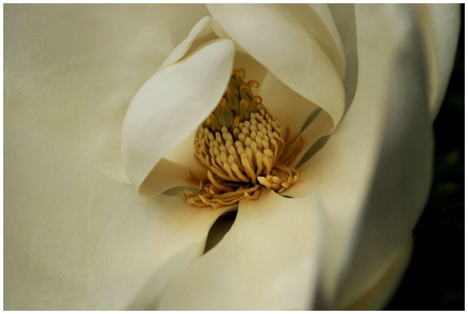 Magnolia grandiflora