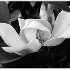magnolia grandiflora...