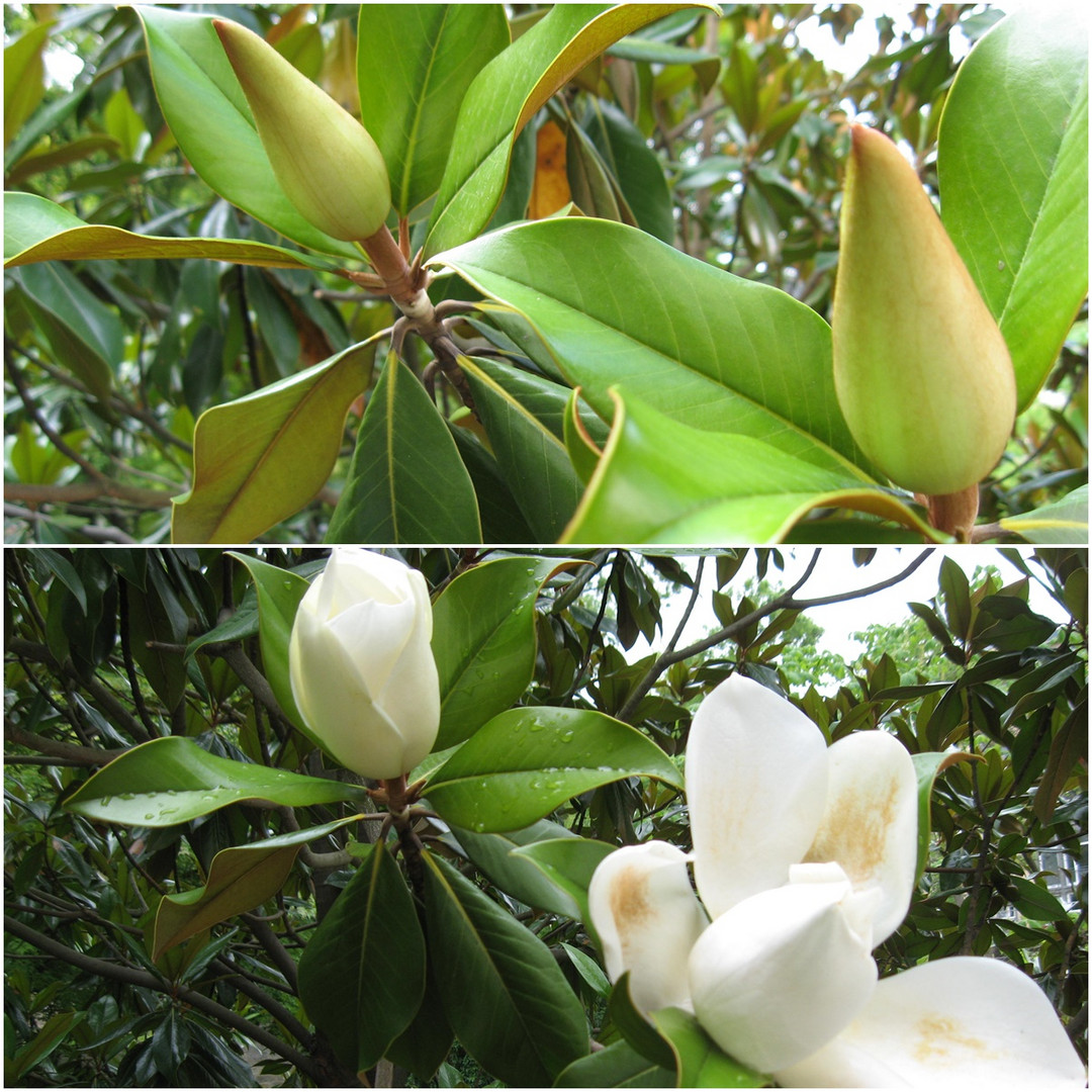 Magnolia grandiflora 