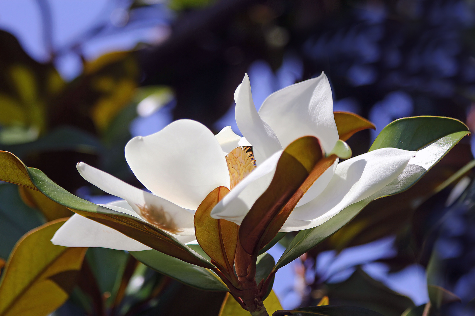 Magnolia grandiflora