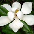 Magnolia grandiflora