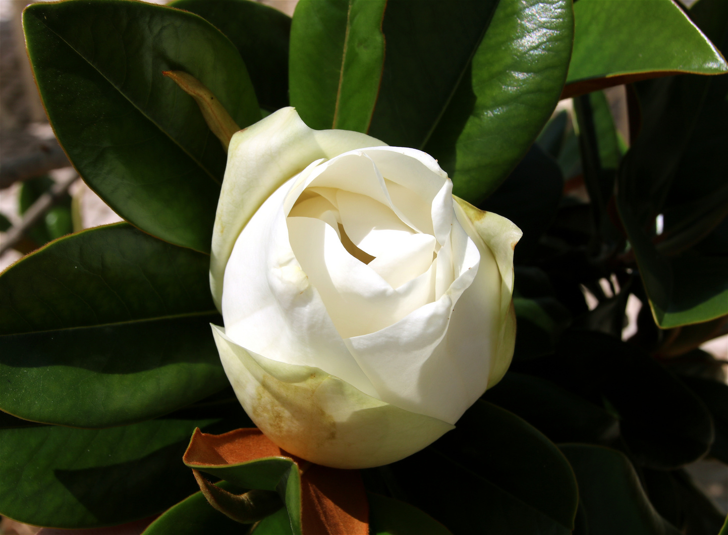 Magnolia grandiflora