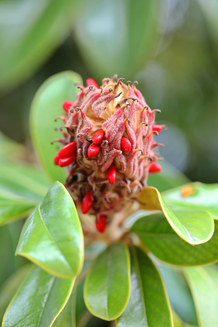 Magnolia Grandiflora - Bull Bay