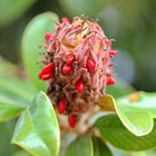 Magnolia Grandiflora - Bull Bay