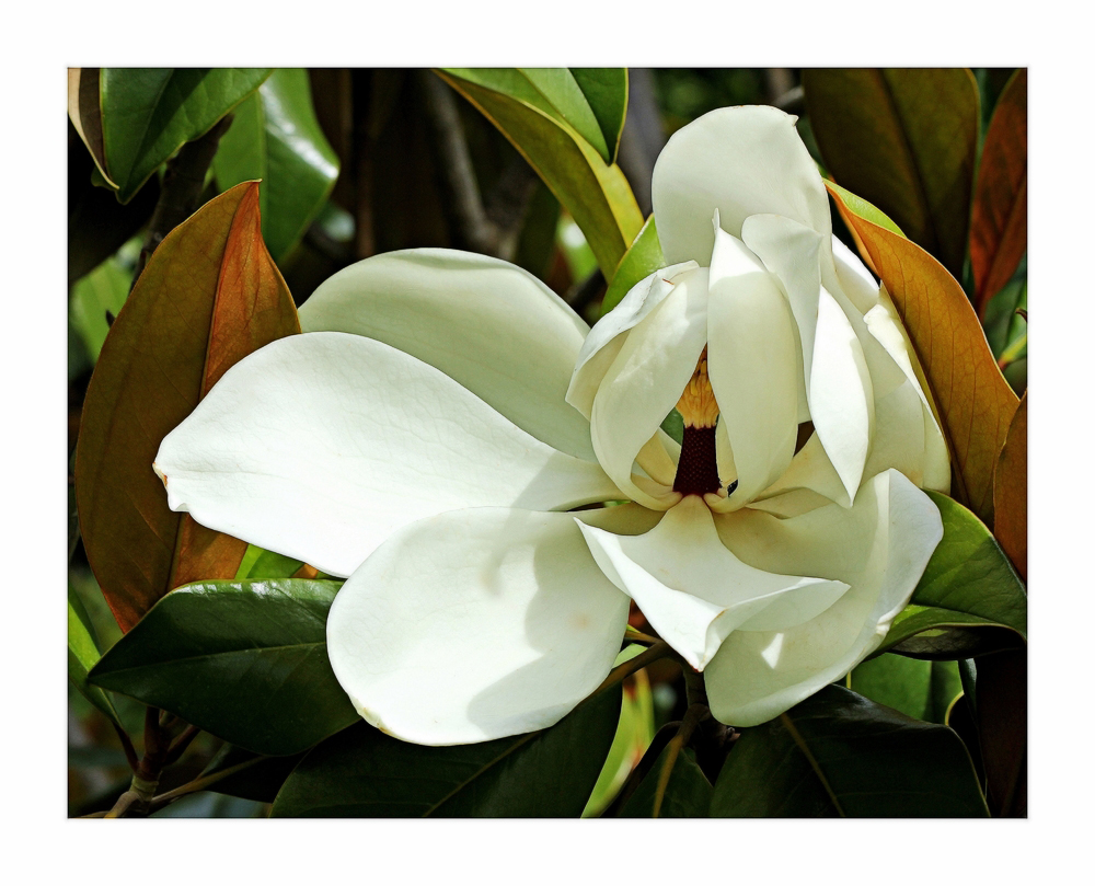 Magnolia grandiflora