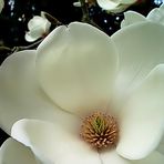 Magnolia Grandiflora