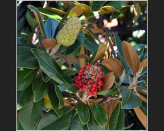 Magnolia grandiflora