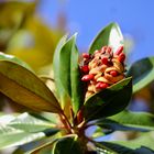 ... Magnolia grandiflora-immergrüne Magnolie...