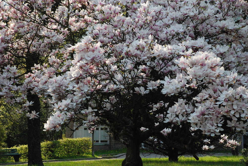 Magnolia grandiflora L.