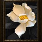 magnolia grandiflora persitant ....