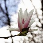Magnolia hellrosa