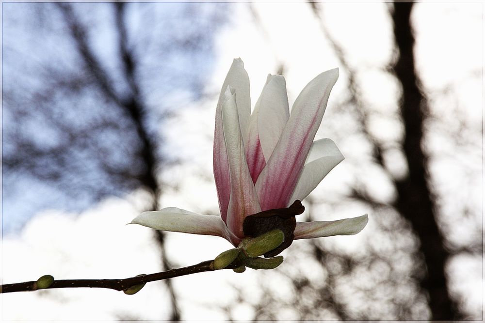 Magnolia hellrosa