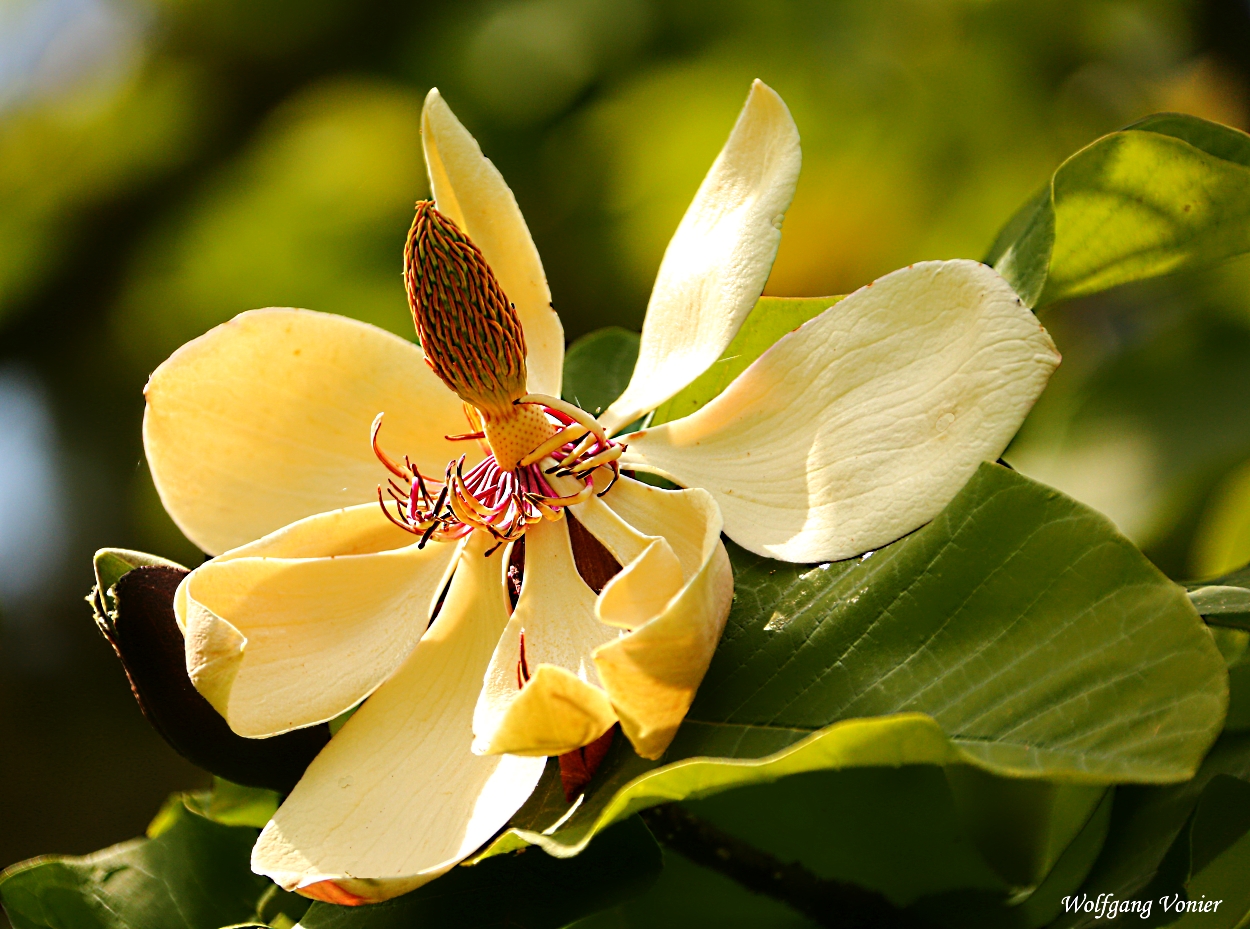 Magnolia hypoleuca oder auch Schirm Magnolie genannt