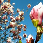 Magnolia I