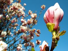 Magnolia I