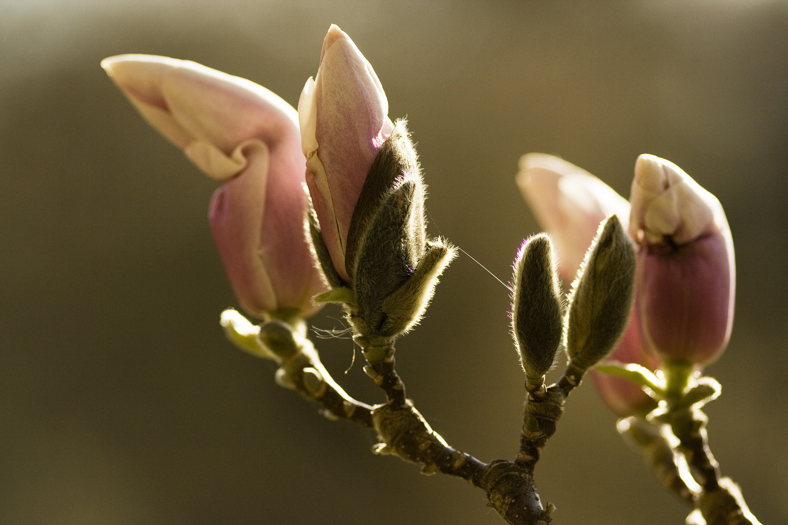 ~ Magnolia II ~