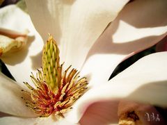 Magnolia II