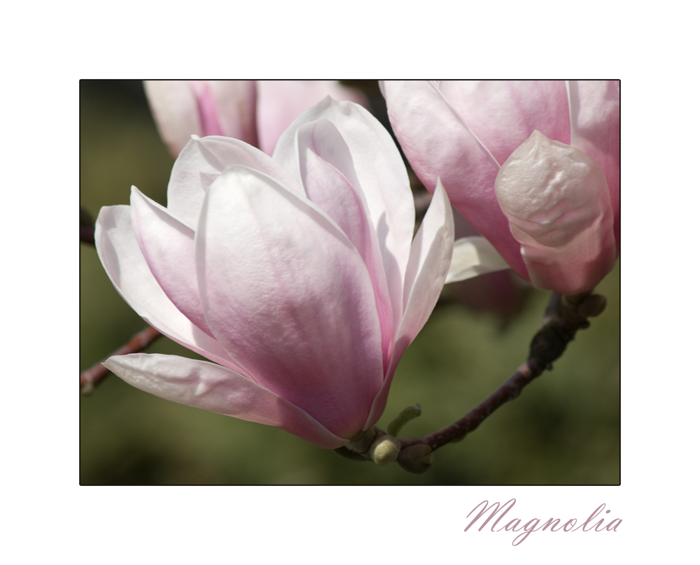 Magnolia II