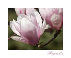 Magnolia II