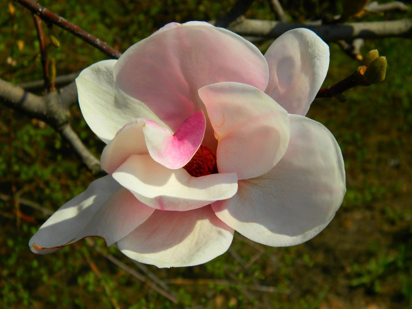Magnolia II.