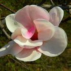 Magnolia II.